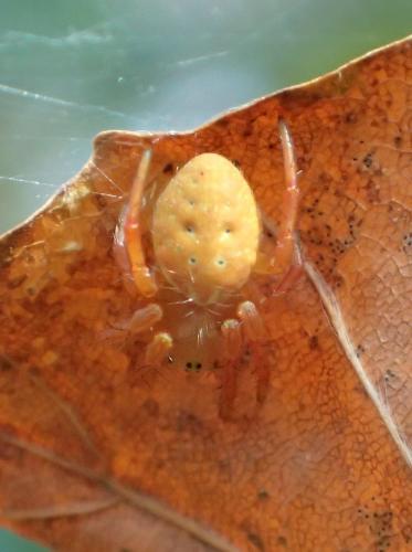 Araniella sp.